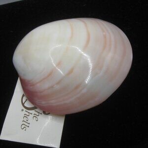 Vintage Shell Belt or Scarf Clip